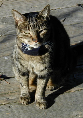 Miki.jpg (45249 bytes)