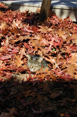 Miki.jpg (72774 bytes)