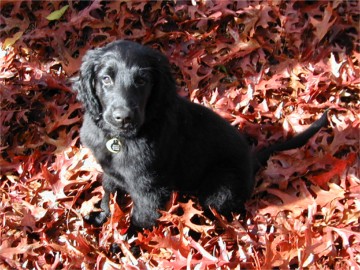 Sirius in the leaves
