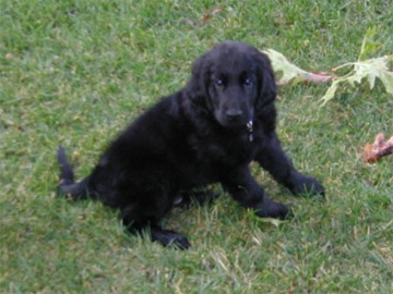 Sirius the day after we got him (November 9th)