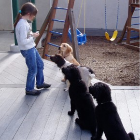 Dogs.jpg (28014 bytes)