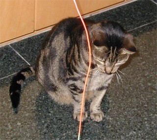 Miki.jpg (35352 bytes)