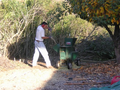 S-Oleander.jpg (54997 bytes)